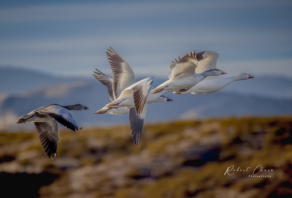 Bosque Snow Geese Flight