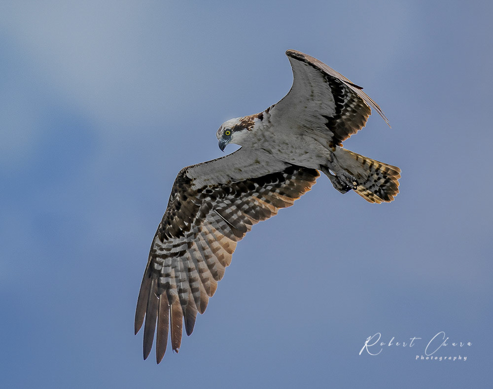 Osprey Hunting