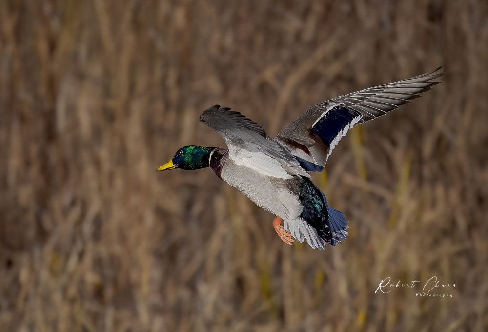 Mallard Flight VCDB