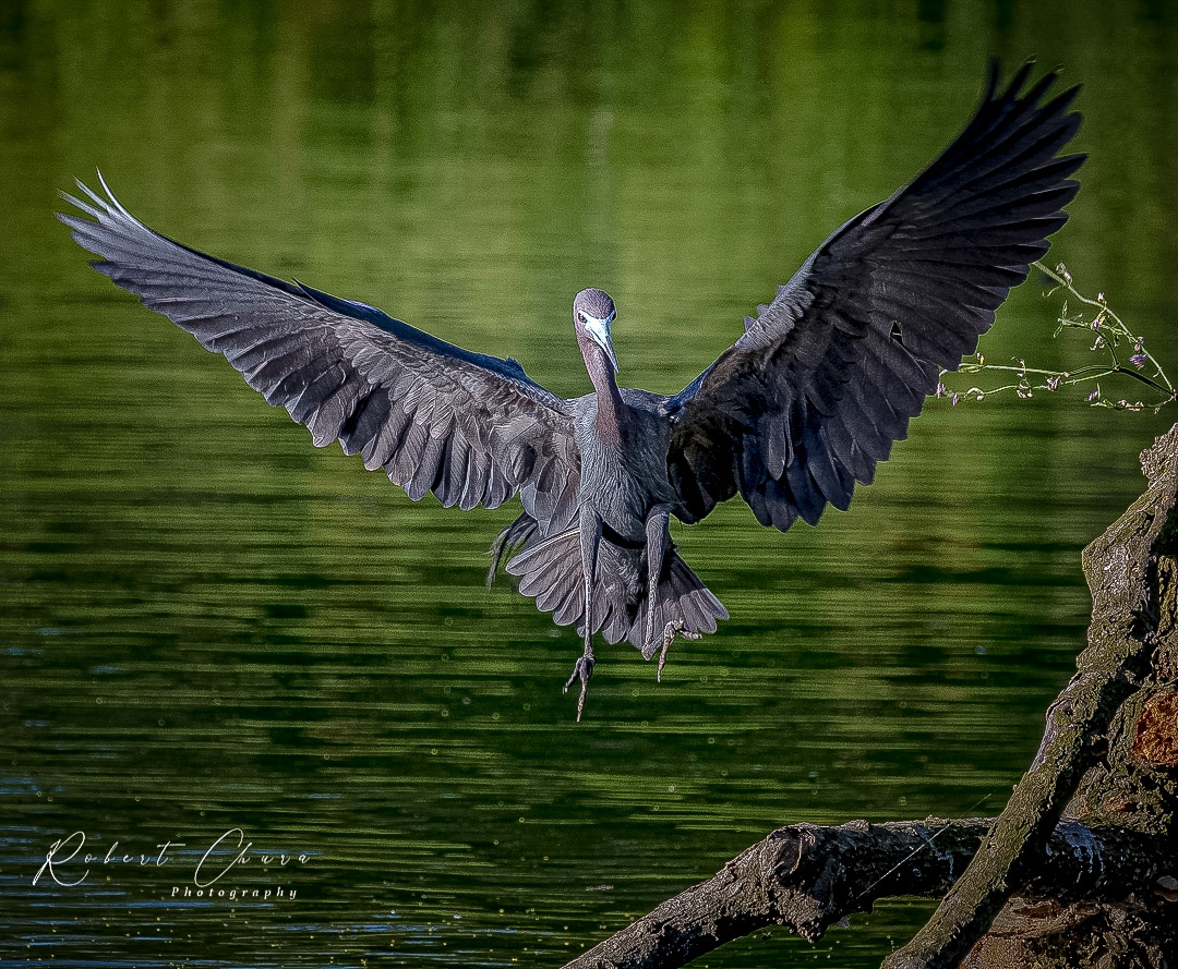 Heron Landing