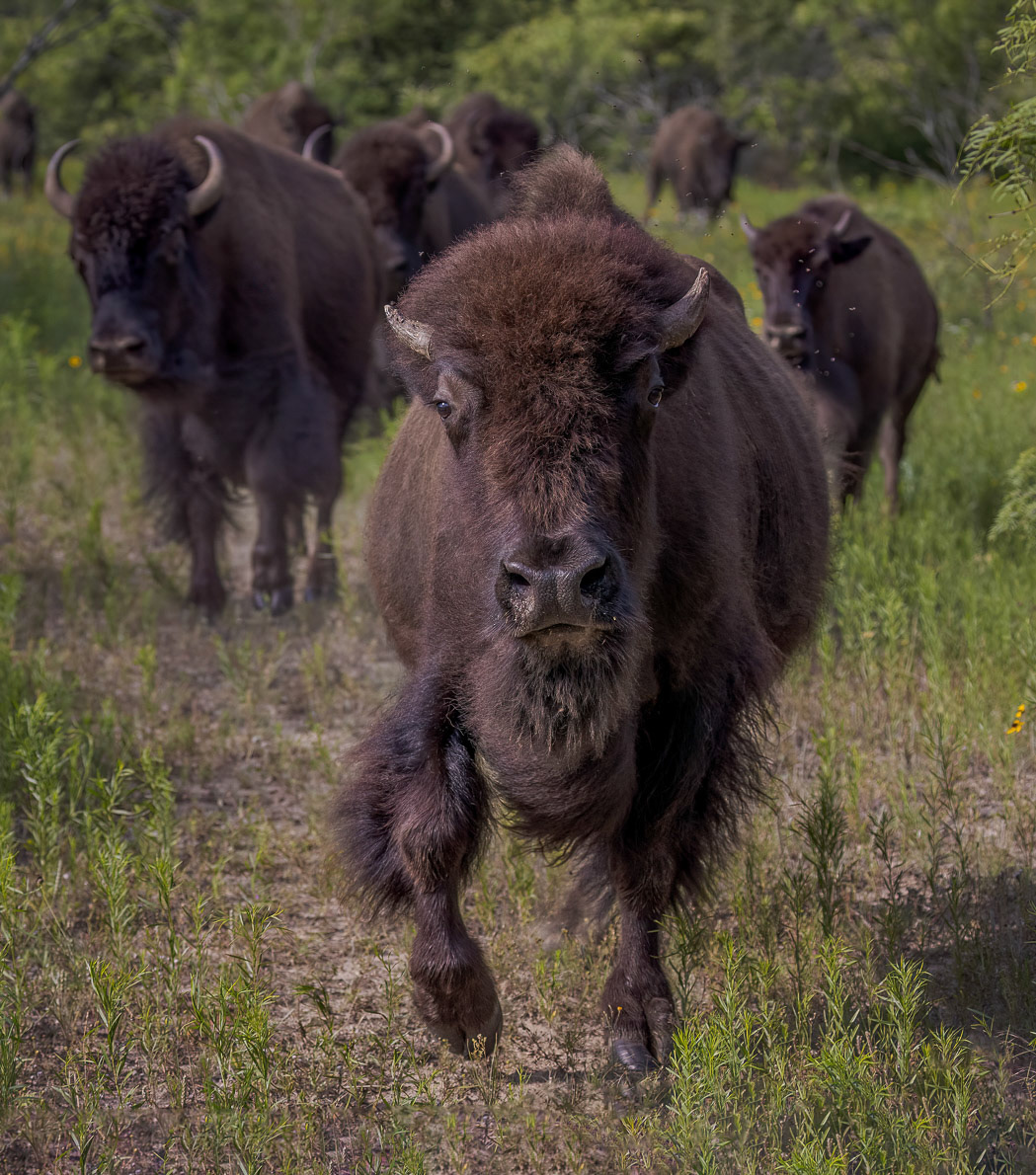 Running with the Bull