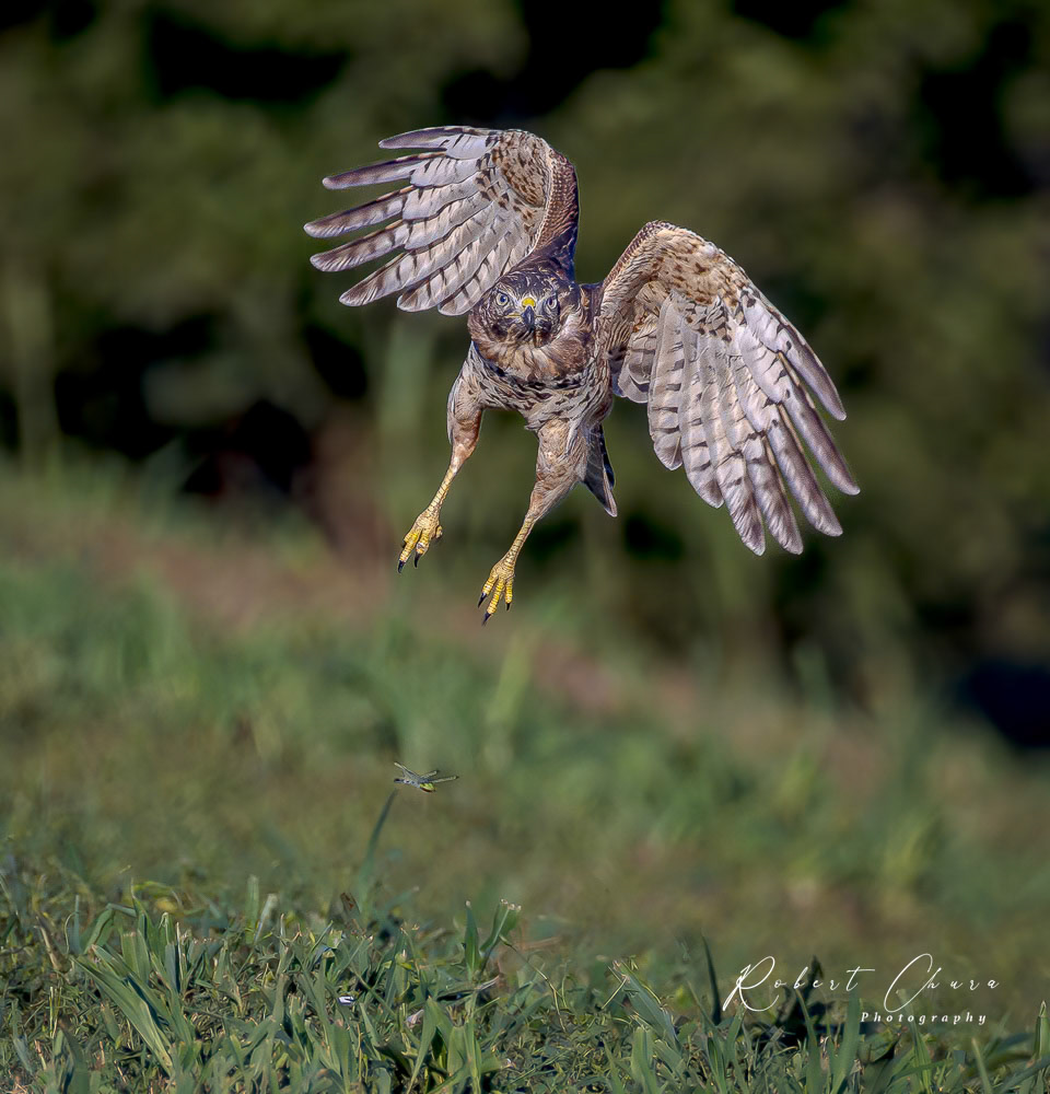 Red-shouldered Hawk Attack