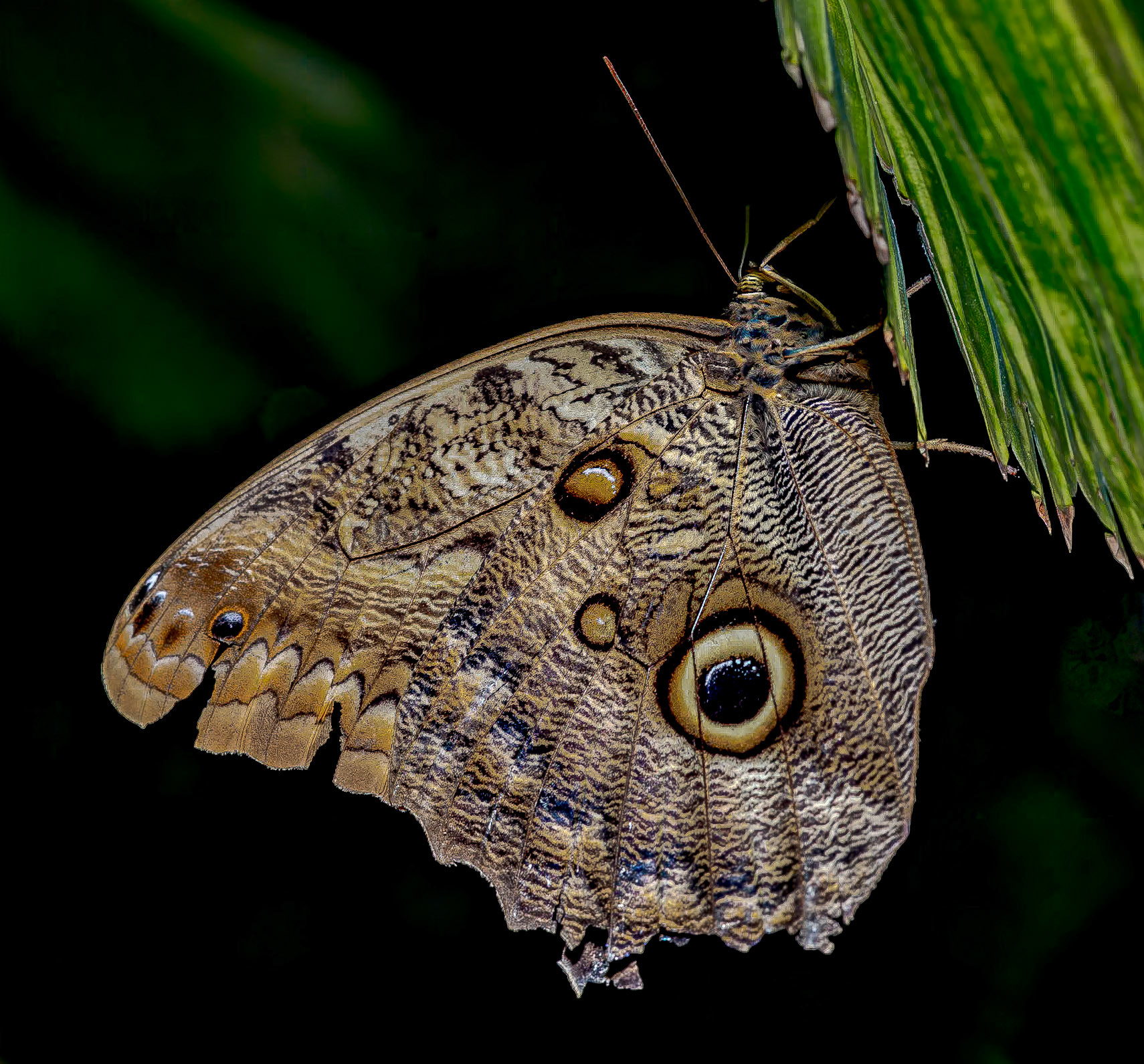 Owl Butterfly