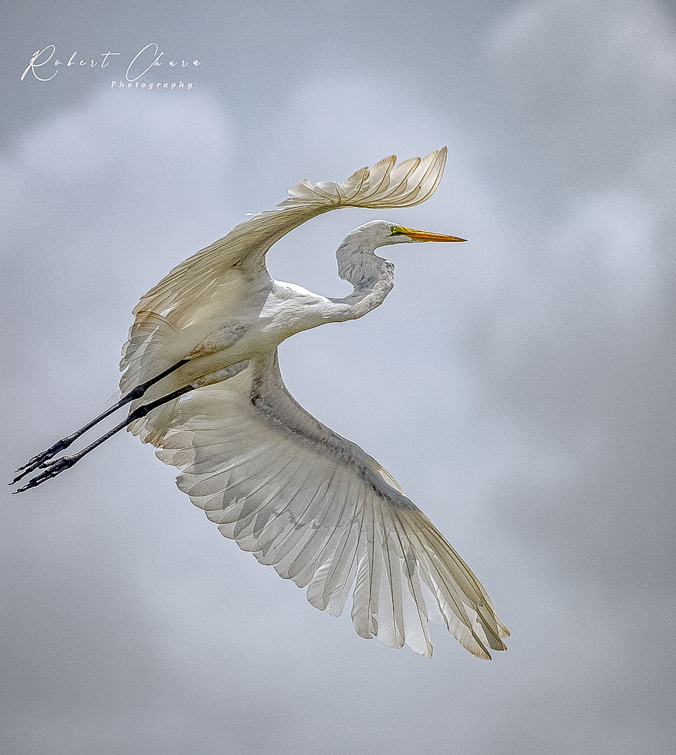 Great Egret Leap