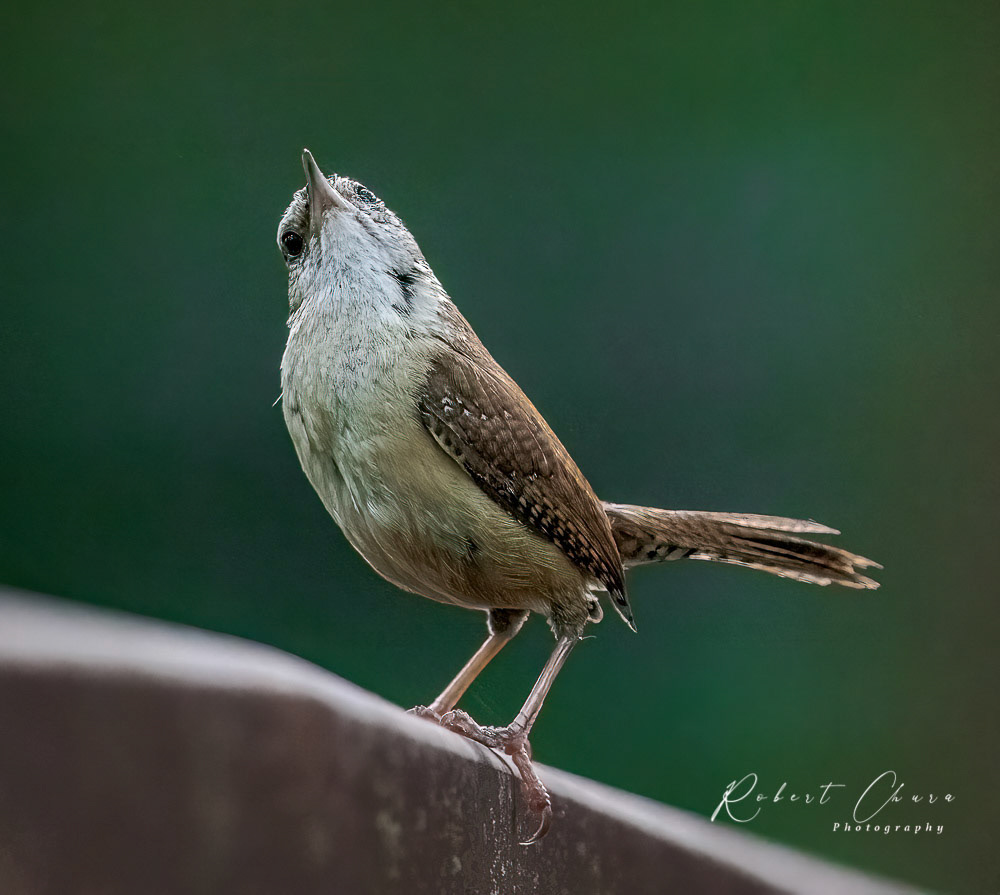 Carolina Wren Looking Up