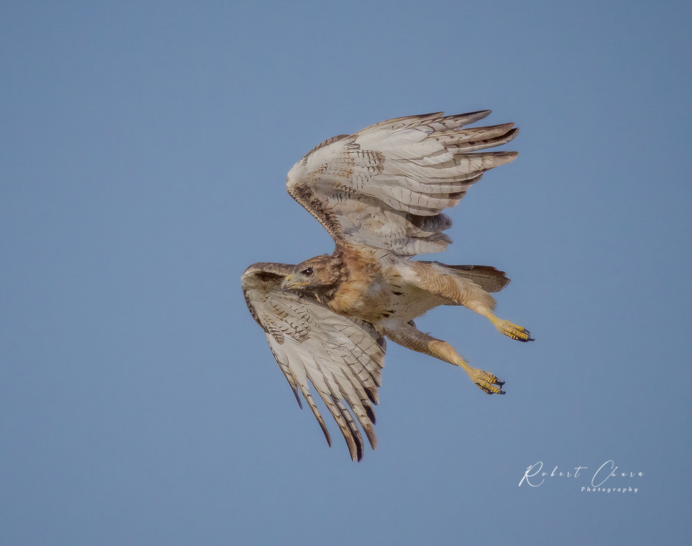 Red-shoulderd Hawk 2984