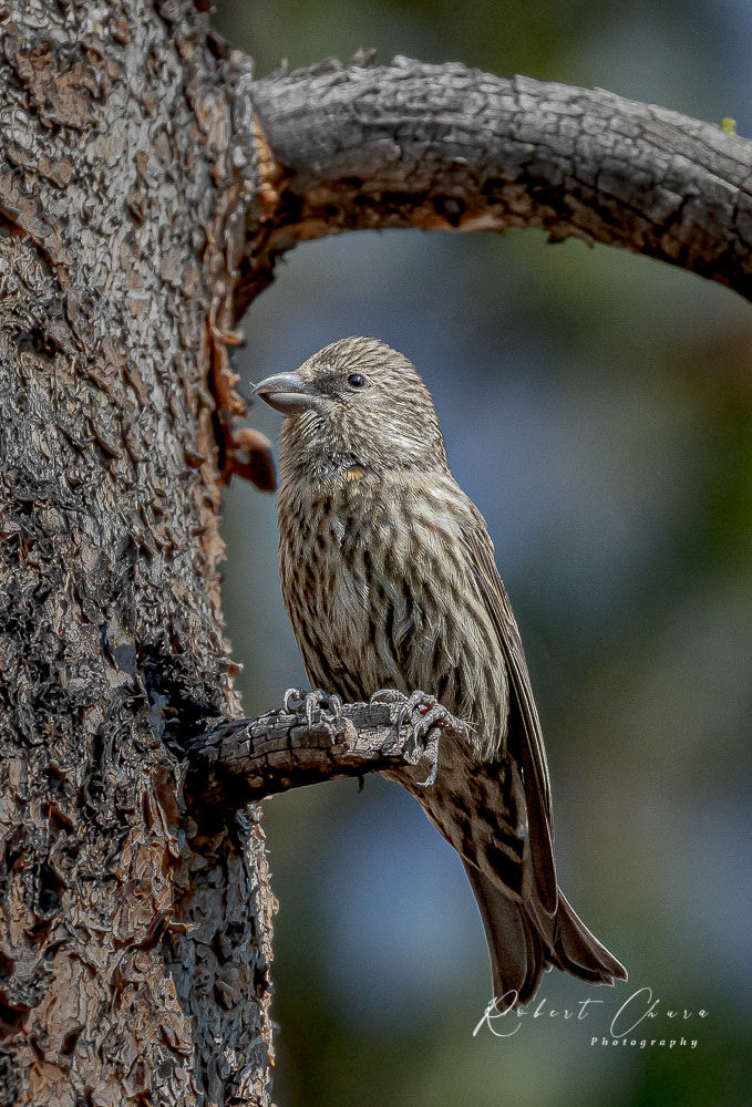 Female Crossbill Profile