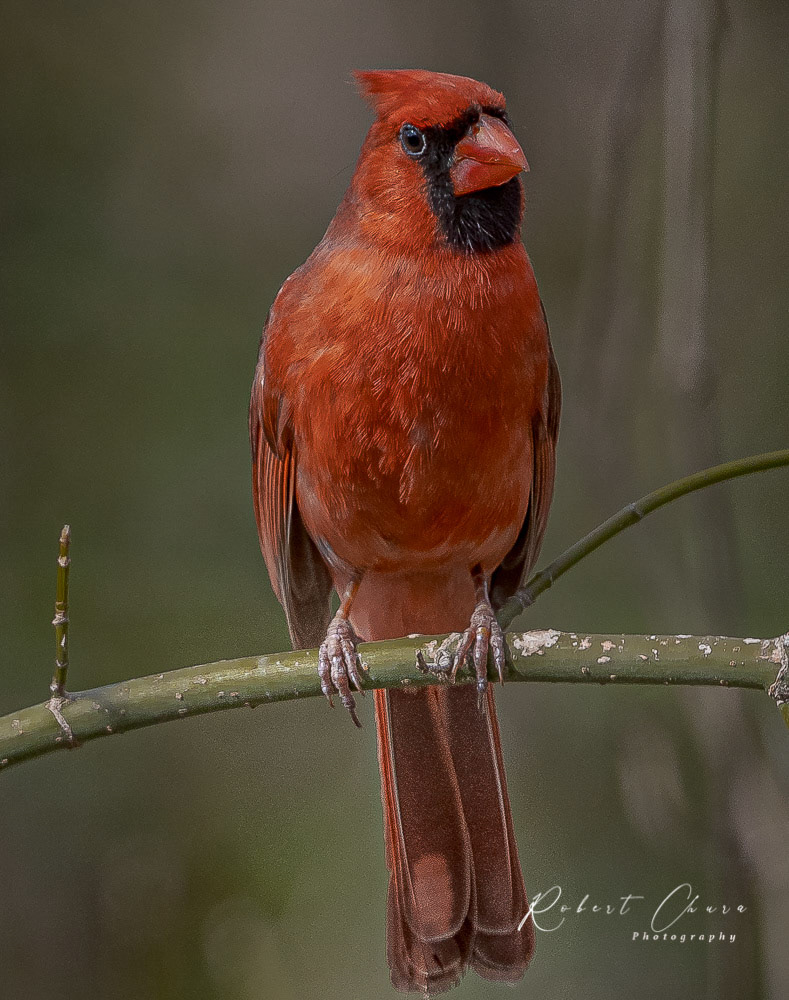 Cardinal 1