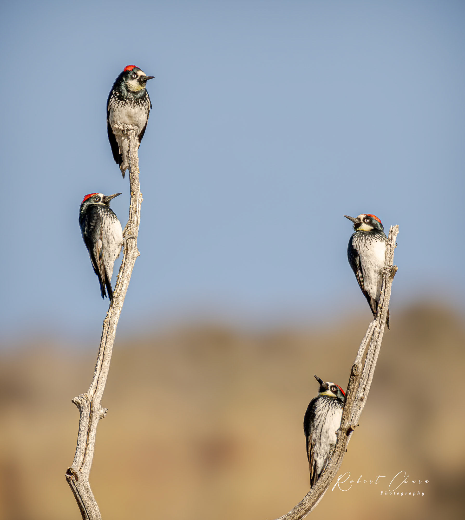 Male om top with three Female Acorn Woodpeckers