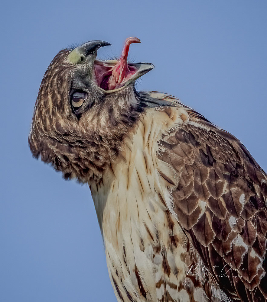 Hawk Making Faces