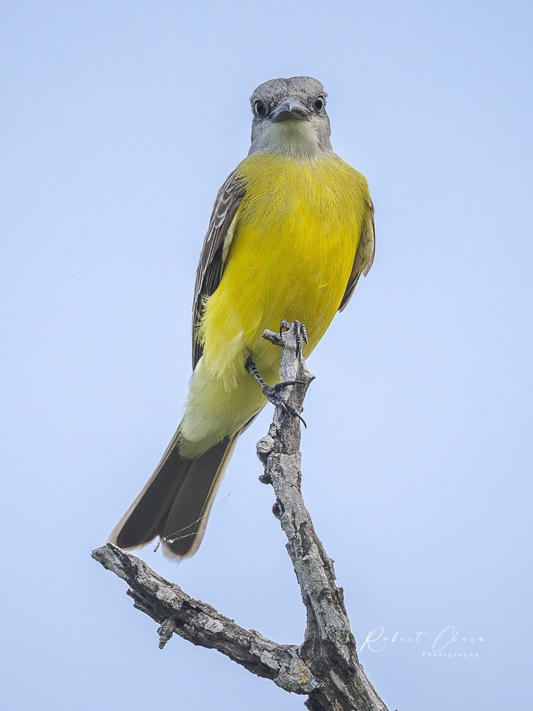 Couch's Kingbird