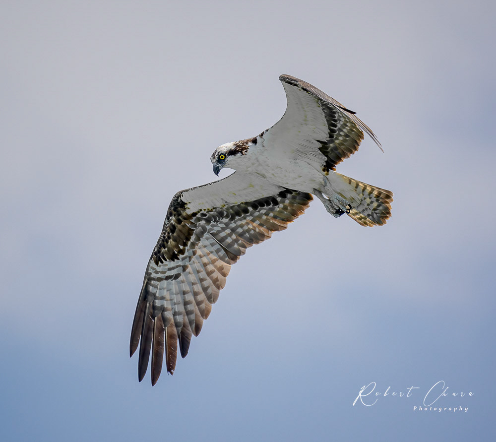Osprey Hunting