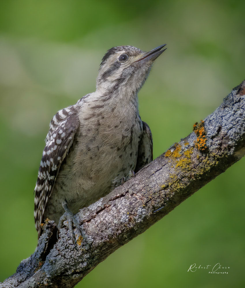 Female Ladderback Woodpecker Gaze