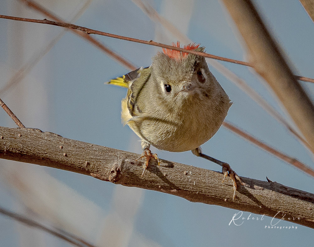 Male Ruby Crowned Kinglet