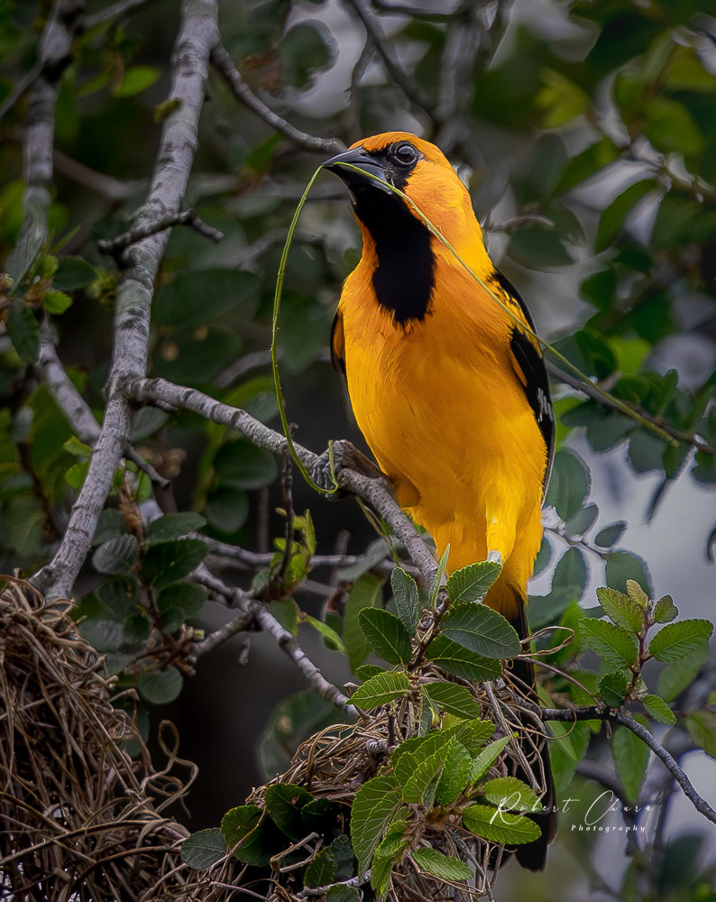 Altimira Oriole,Nest prep