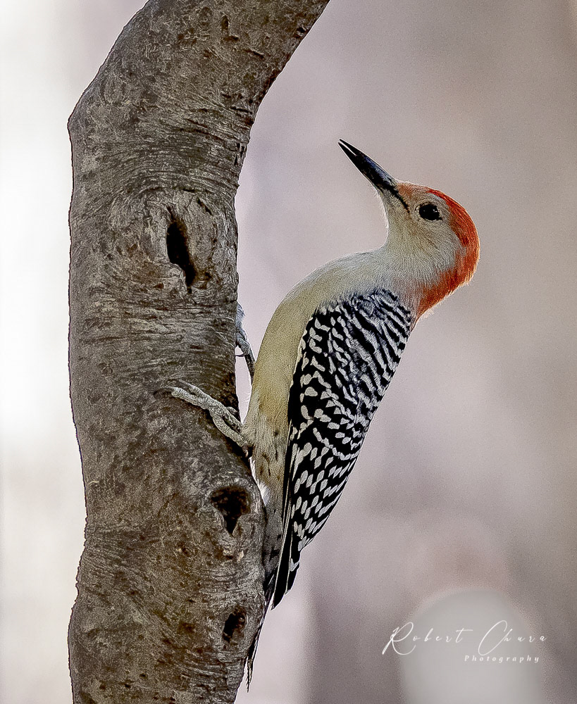 Female Woodpecker 3132