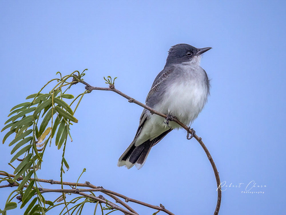 Eastern Kingbird