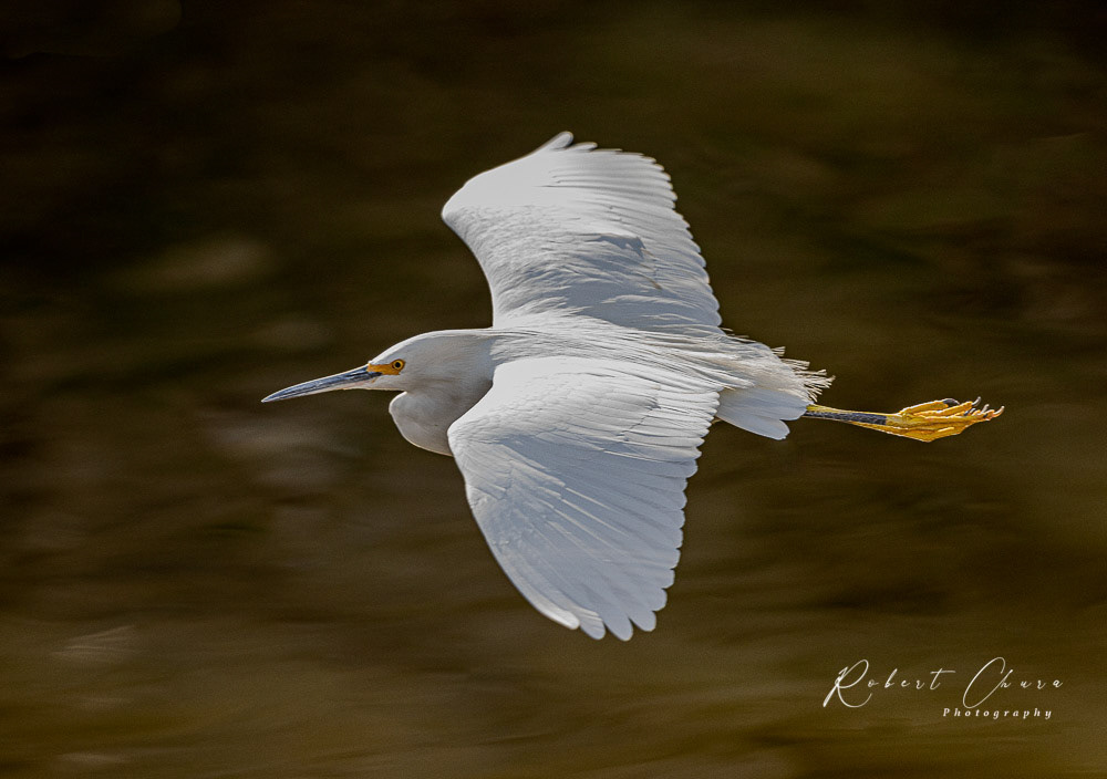 Egret Passing