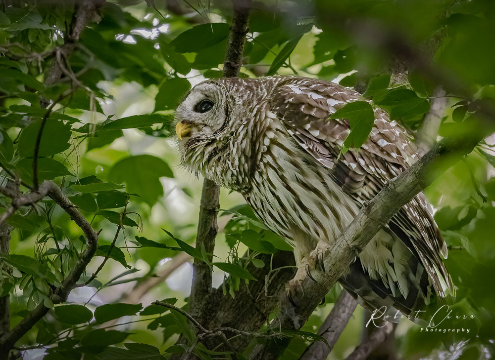 Barred Owl Glare
