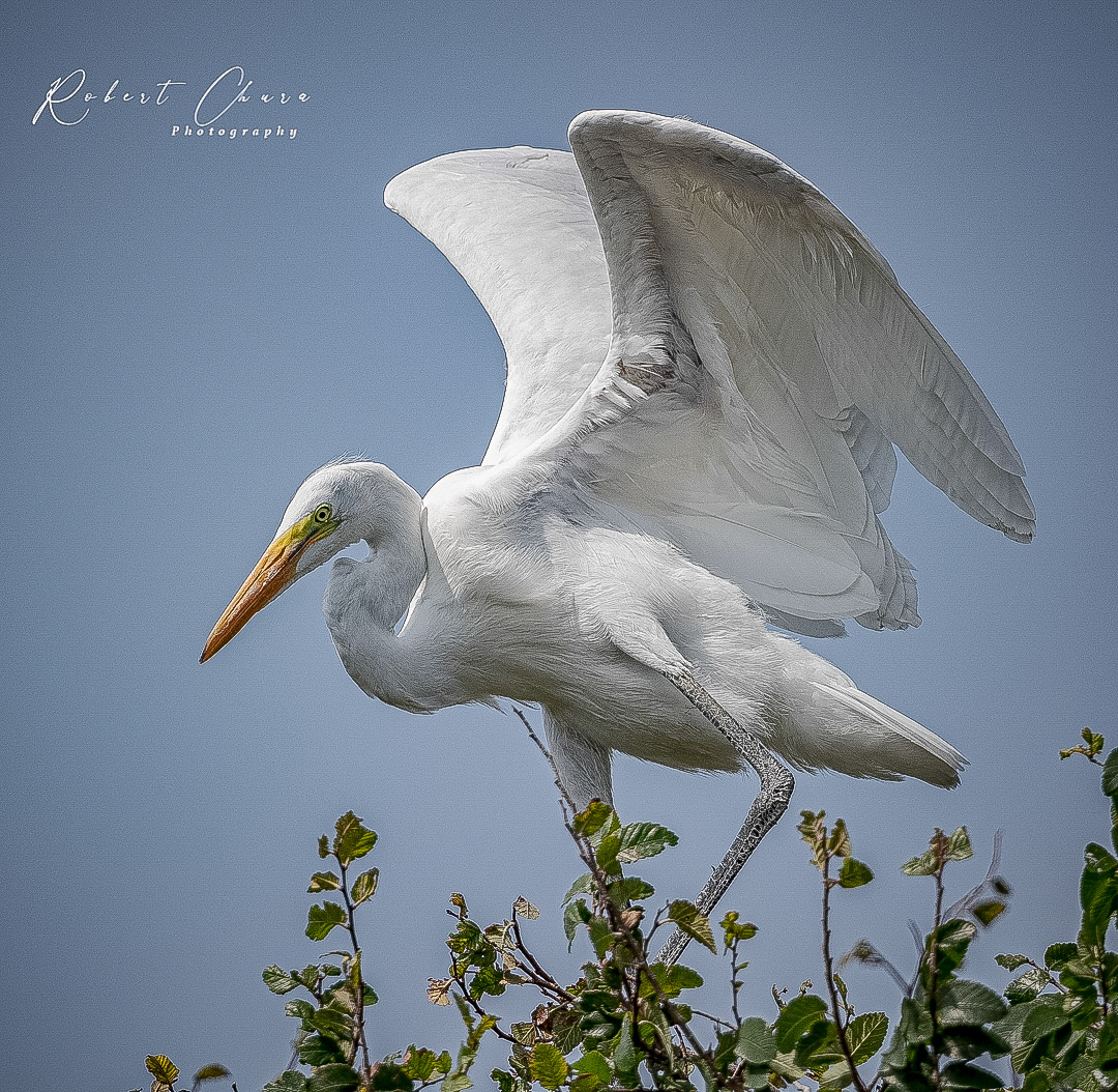 Great White Preparing to Leave