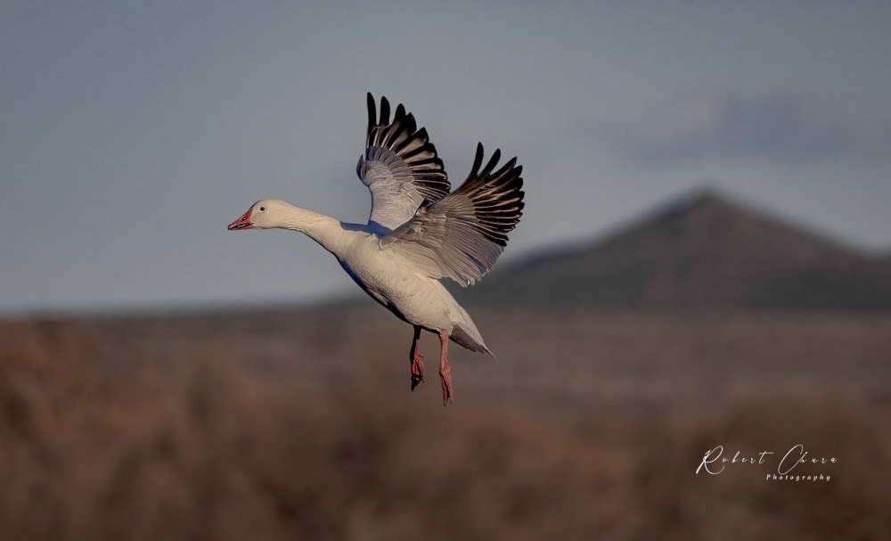 Snow Goose at Bosque Del Apache