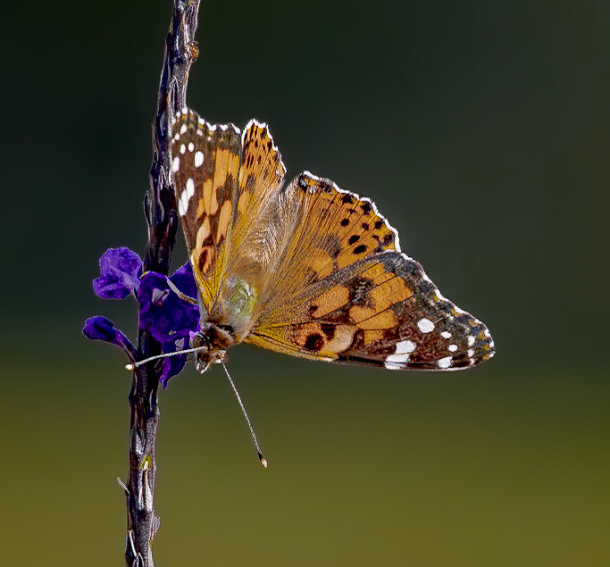 Silver spotted Skipper