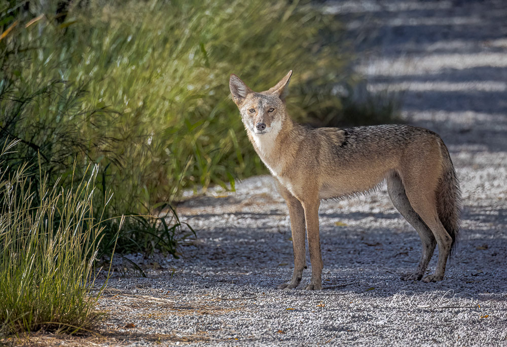 FWNC Coyote