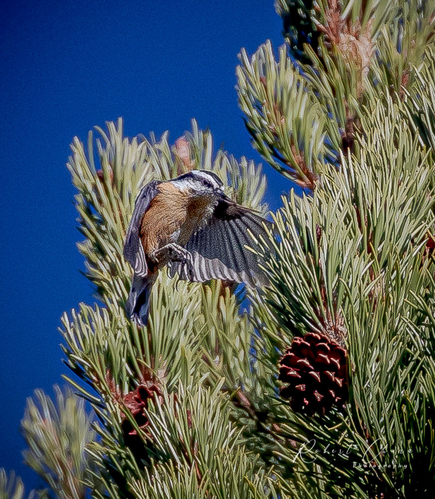 Red-breasted Nuthatch