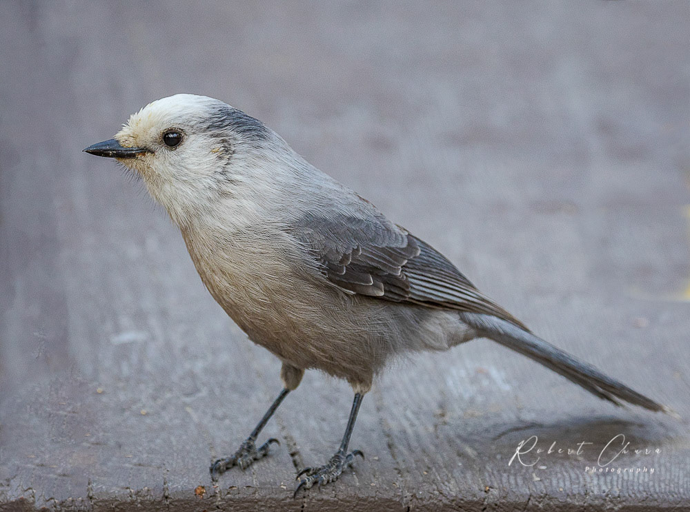 Canada Jay