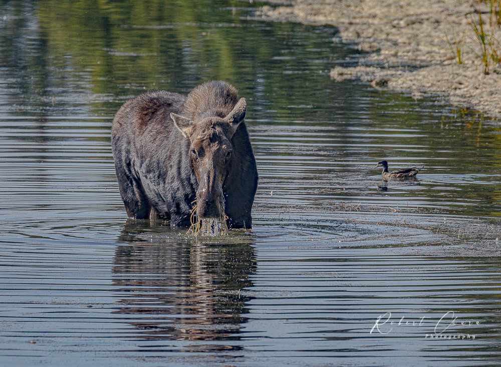 Female Moose