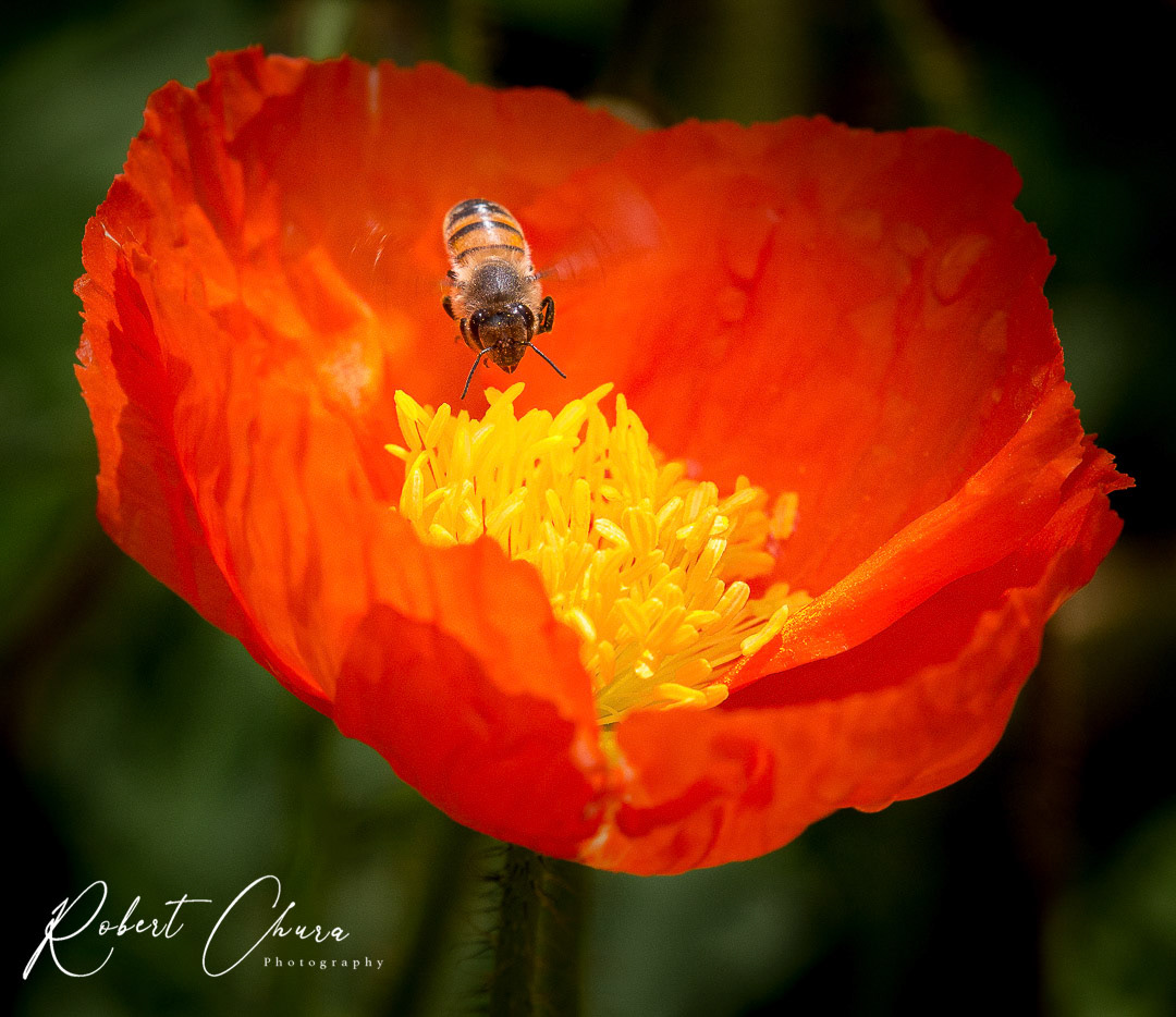 Flying Bee on Red