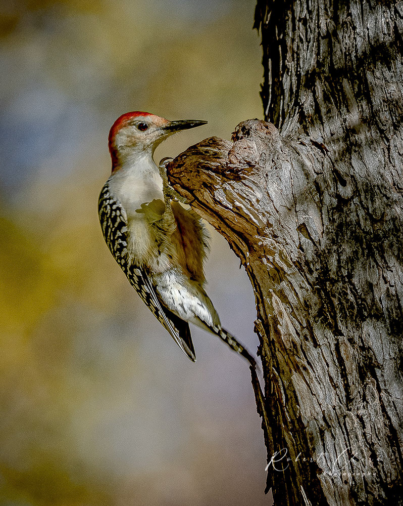 Female Woodpecker 3140