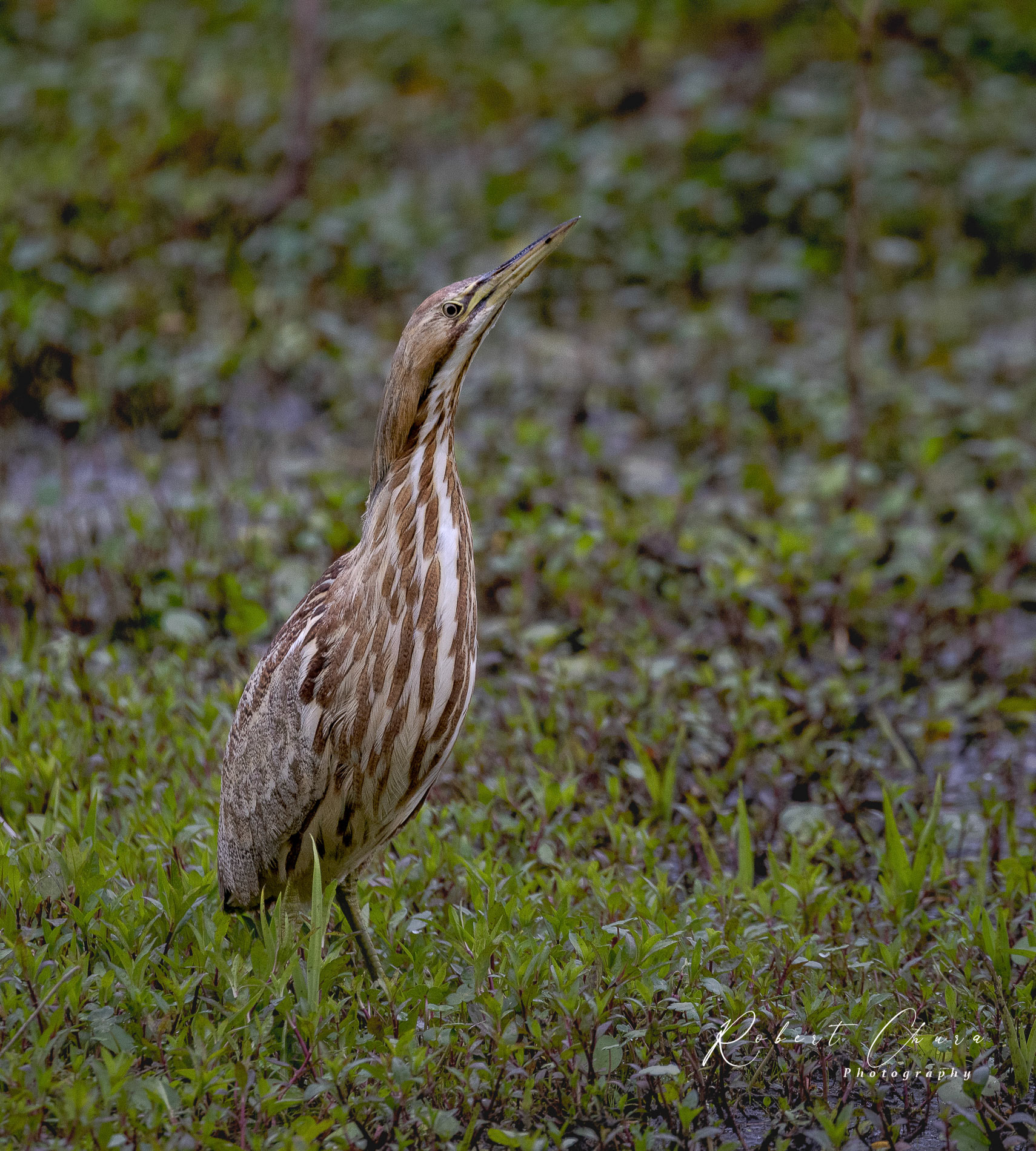 American Bittern