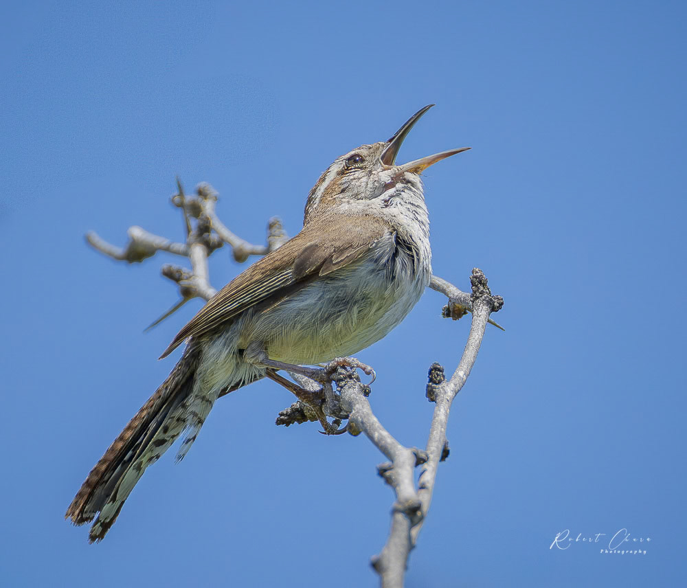Berwicks Wren Acton