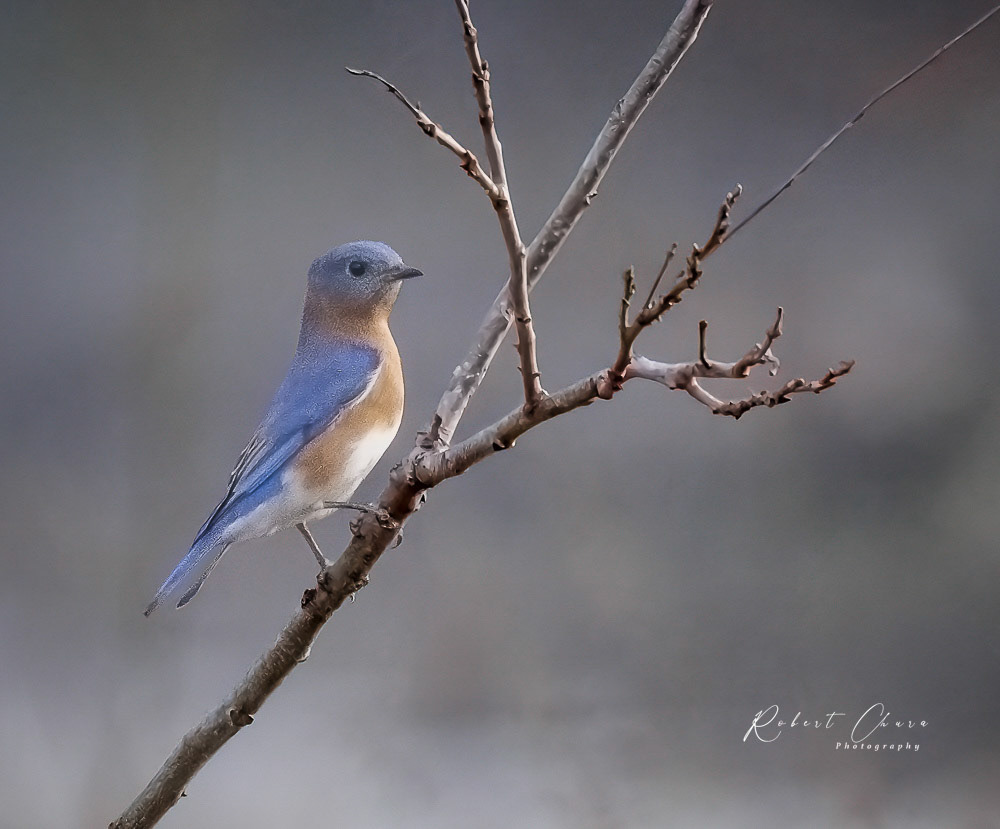Eastern  Bluebird