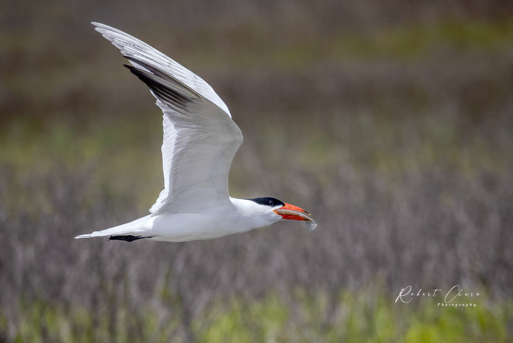 Flying Fish