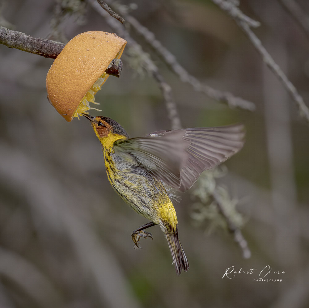 Cape May Warbler at Feeder