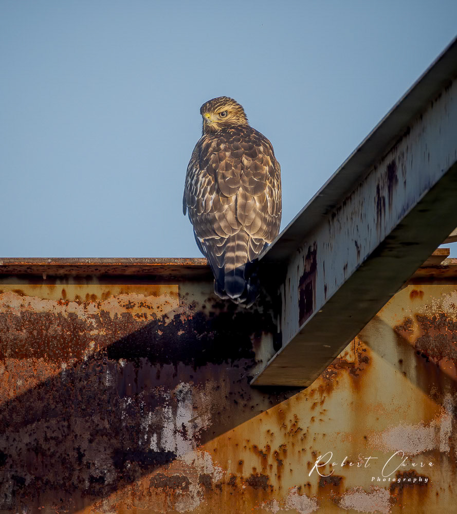 Red-shouldered Hawk