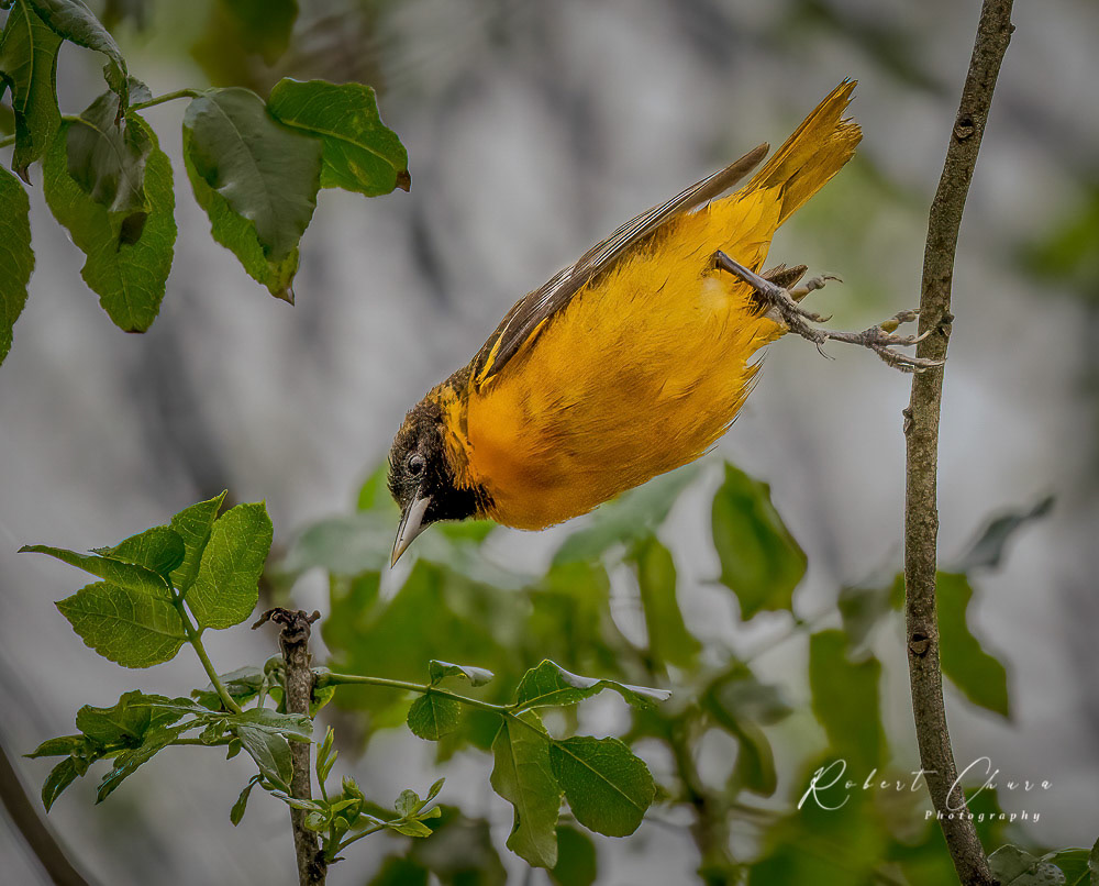 Orchard Oriole Fall
