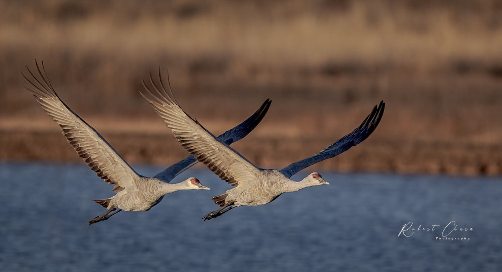 Sandhill Cranes