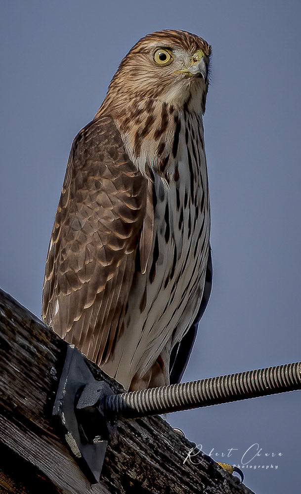 Coopers Hawk