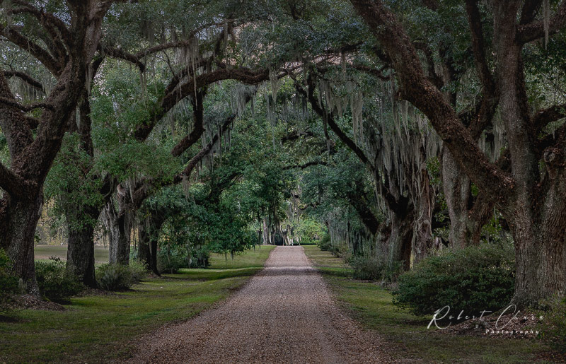 Tree Covered Lane