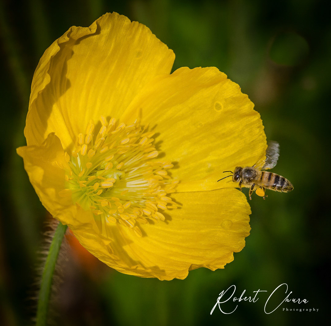 Flying Bee