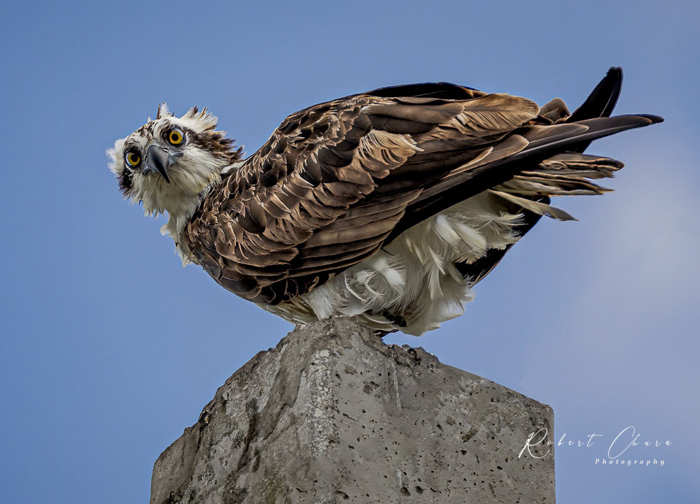 Dazed Osprey