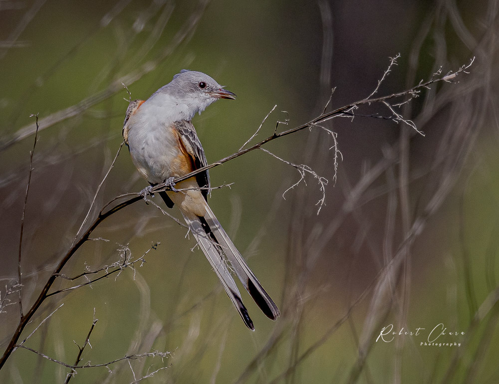 Scissor-tailed Flycatcher Looking left