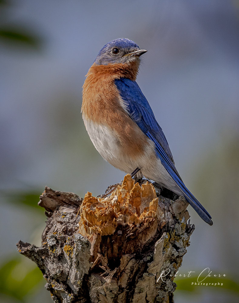 Eastern Bluebird