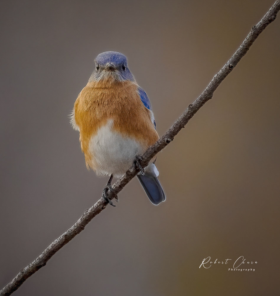 Morning Bluebird