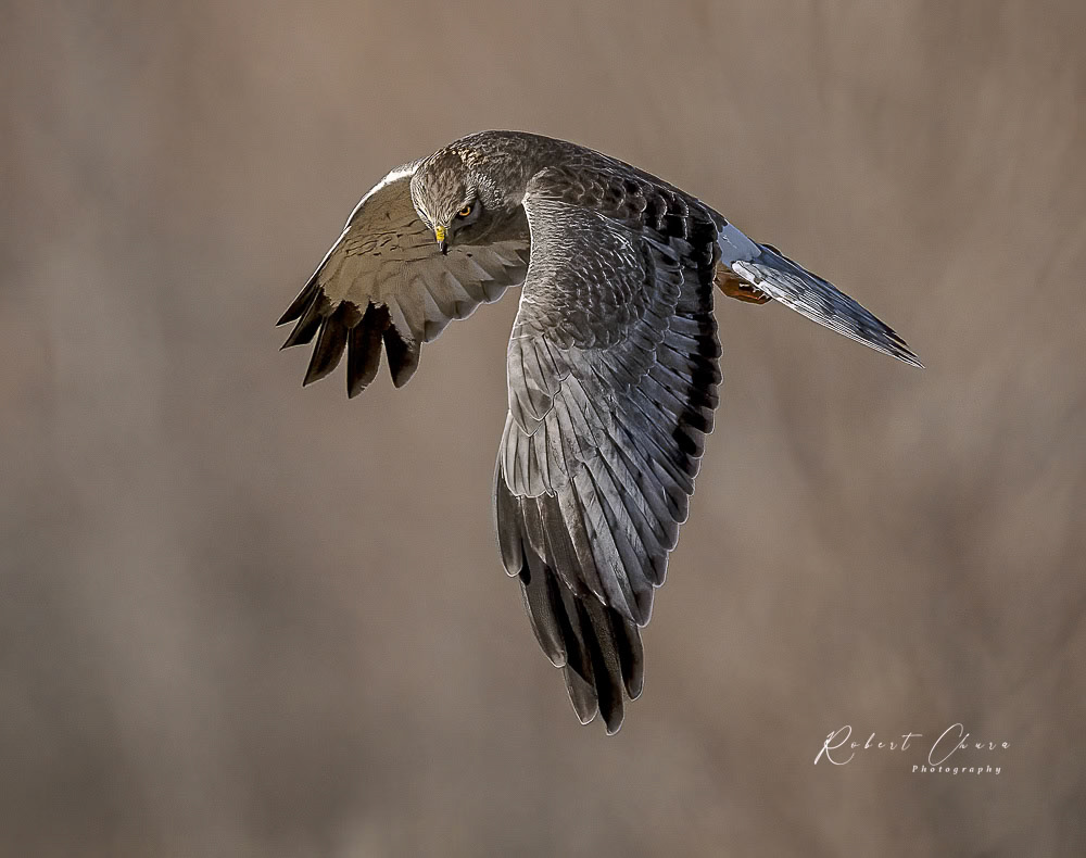 Male  Northern Harrier Spotting Lunch