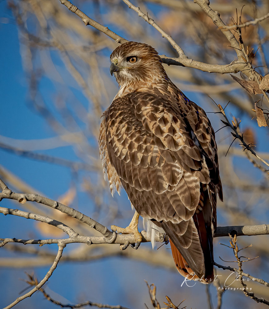 Red Tail Hawk Bosque Adult
