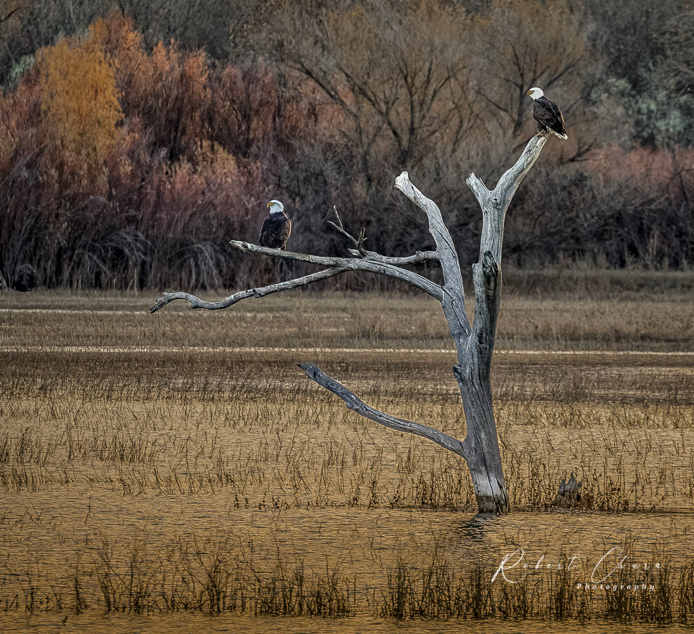 Eagles at Bosque